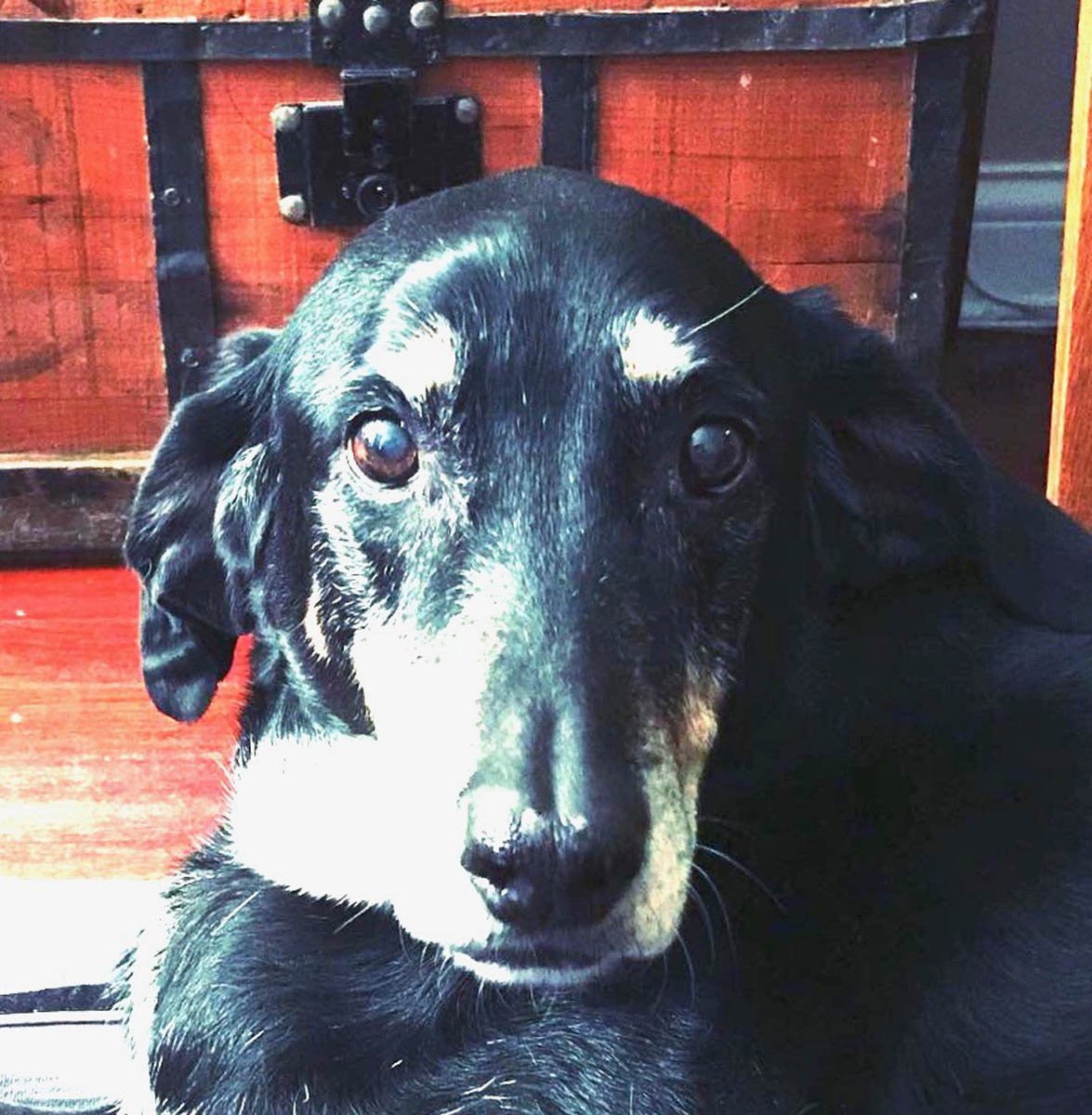 Bessie the big black dog staring intently