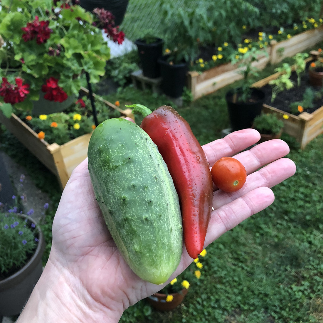 hand holding cucumber, pepper, and cherry tomato in front of a garden